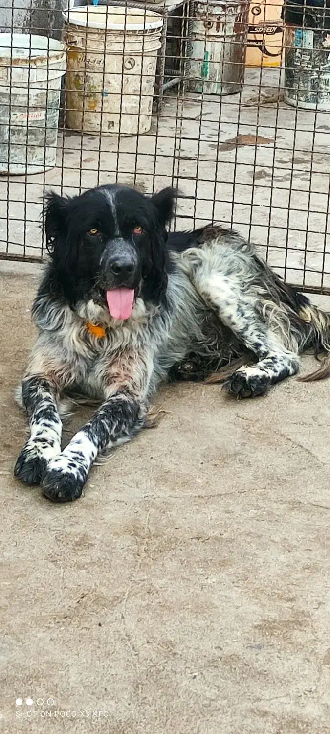 واگذاری سگ گله|سگ|نجف‌آباد, حومه نجف آباد|دیوار