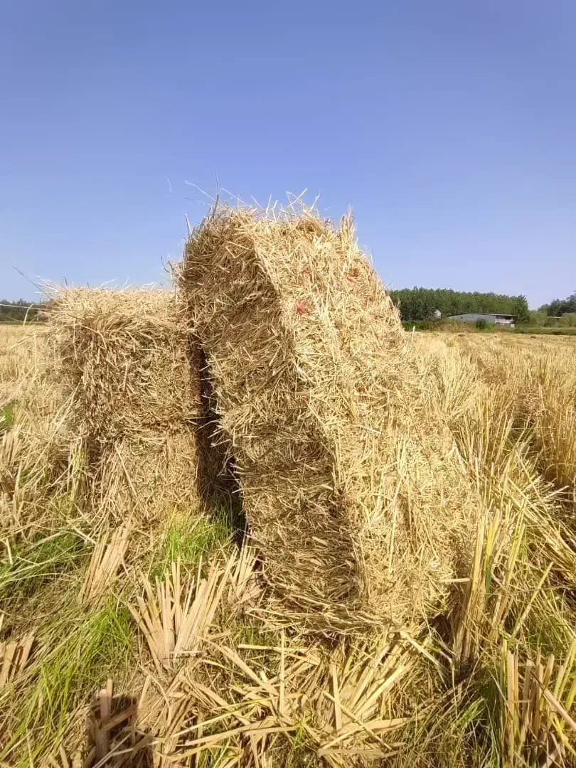 کاه برنج (پرس . بلیم. سرچینه)|لوازم جانبی حیوانات|پارس‌آباد, |دیوار