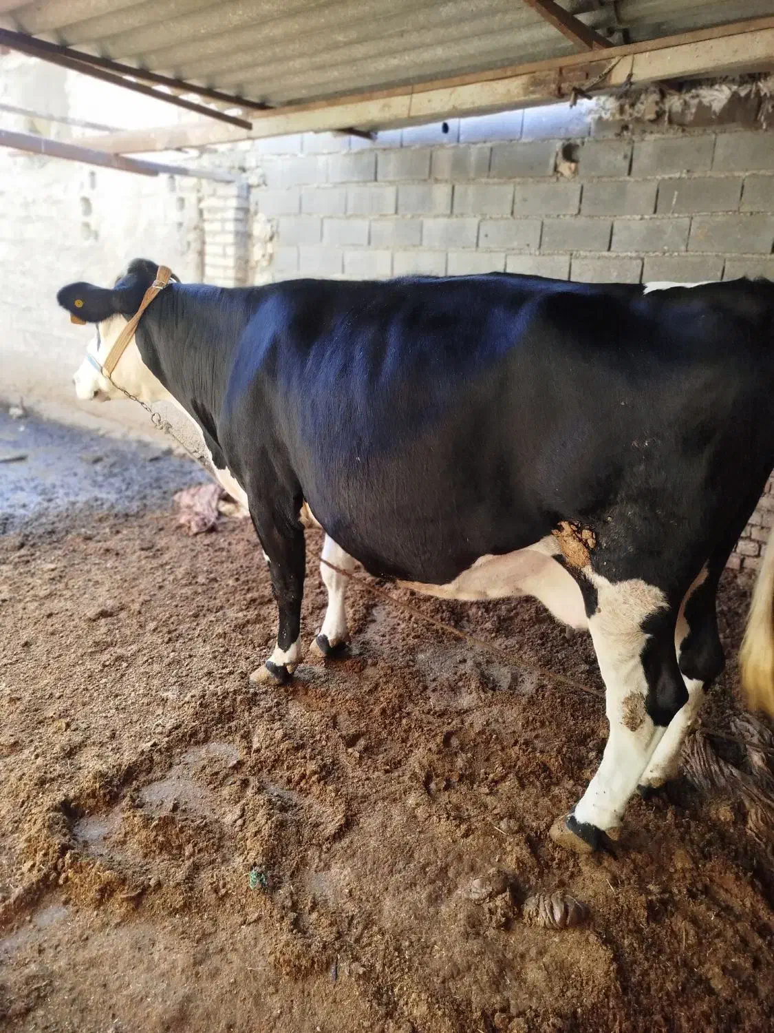 گاو شیری مونتبلیارد|حیوانات مزرعه|آق قلا, |دیوار