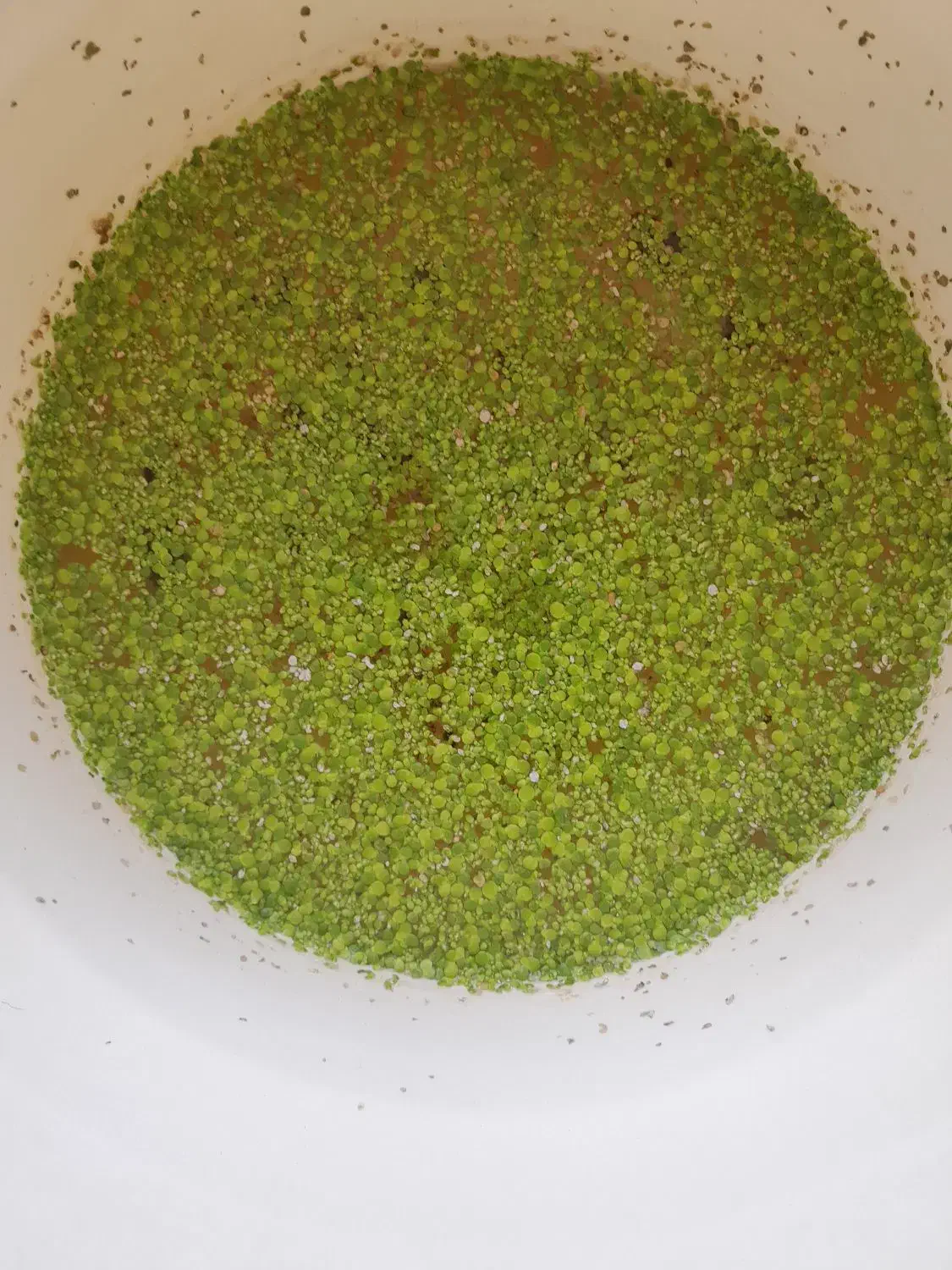 عدسک آبی (علوفه طلایی)خوراک غنی برای طیور وآبزیان|حیوانات مزرعه|تهران, سهروردی|دیوار