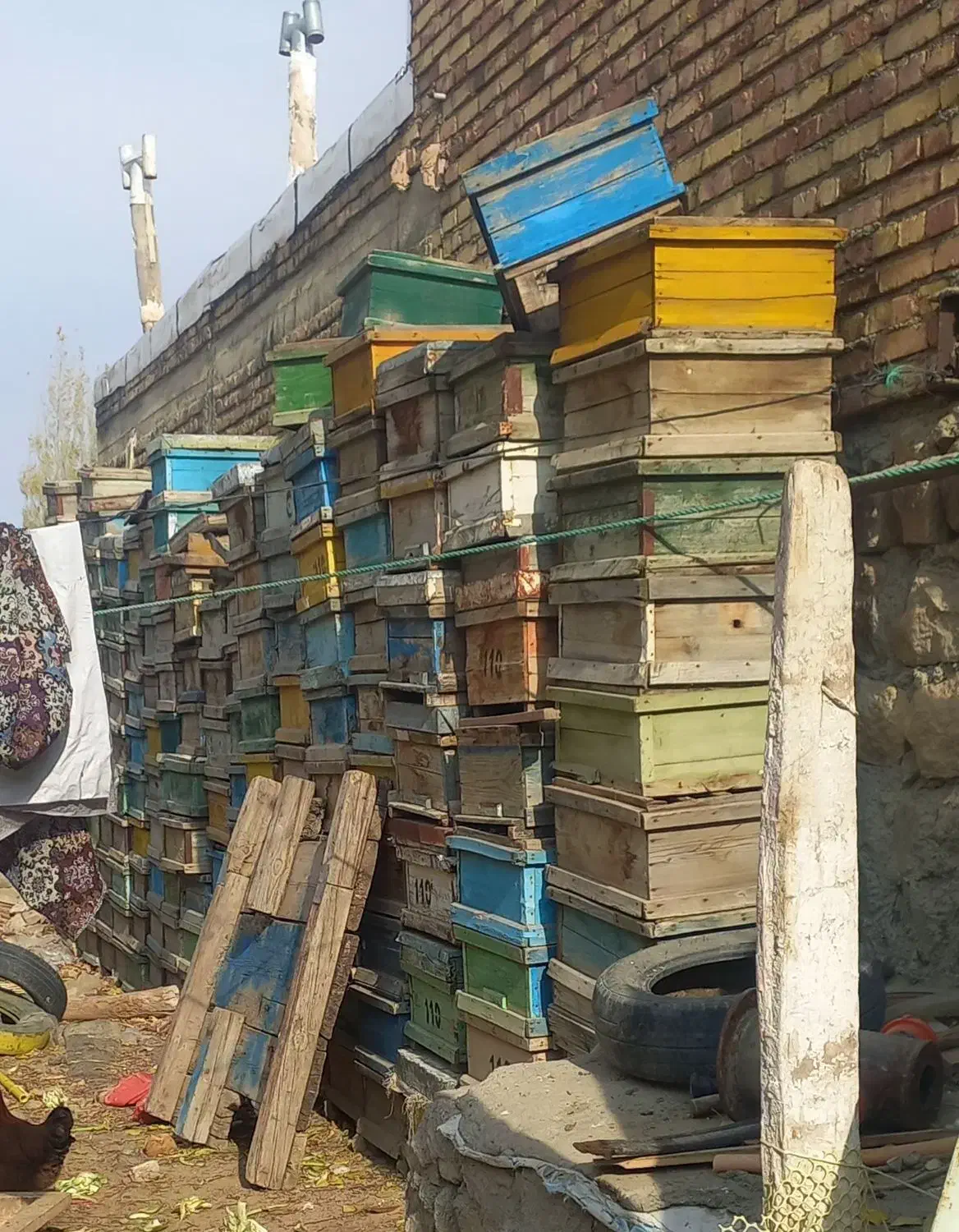 کندو وقوطی وبدنه|لوازم جانبی حیوانات|ماکو, |دیوار