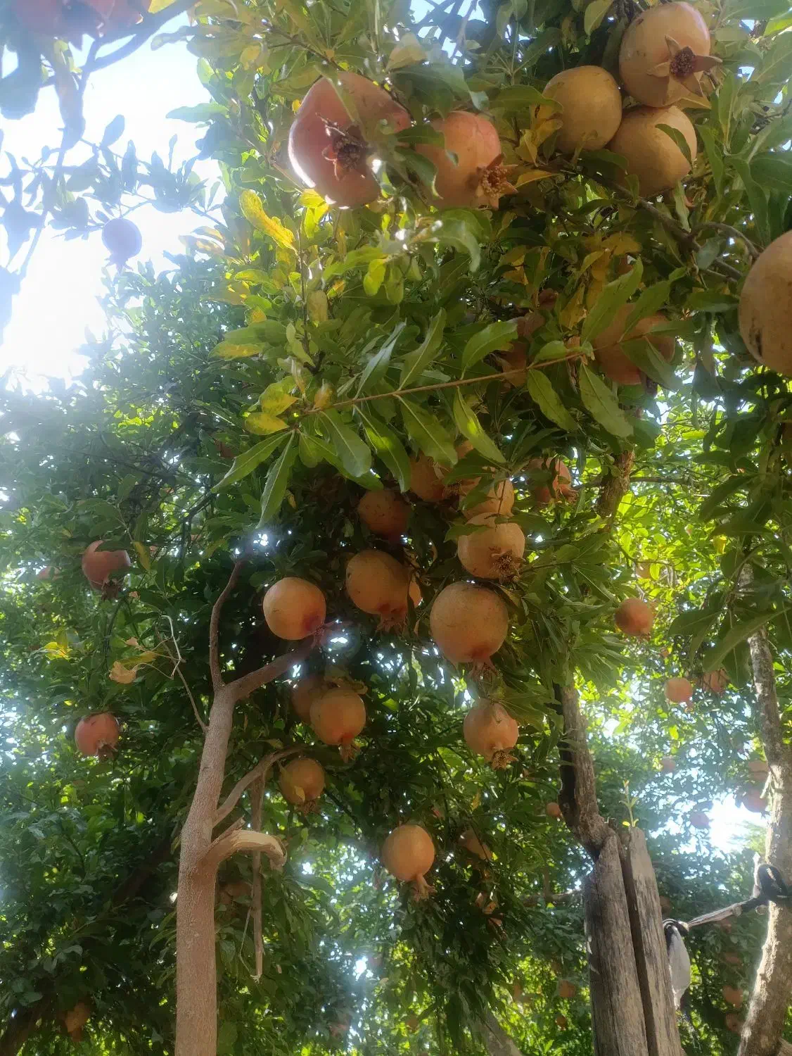 آب انار|خوردنی و آشامیدنی|تهران, خاک سفید|دیوار