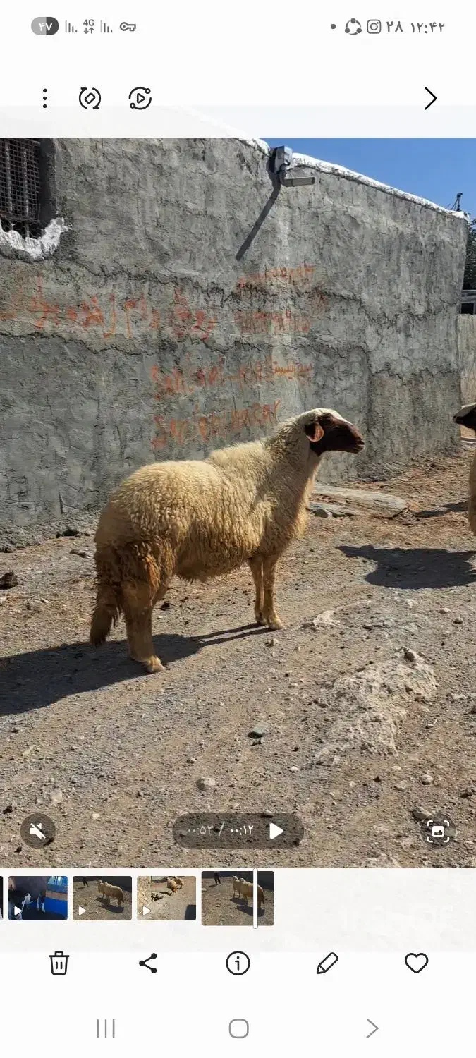 دوراس قوچ جوان شرطی|حیوانات مزرعه|هلیلان, |دیوار