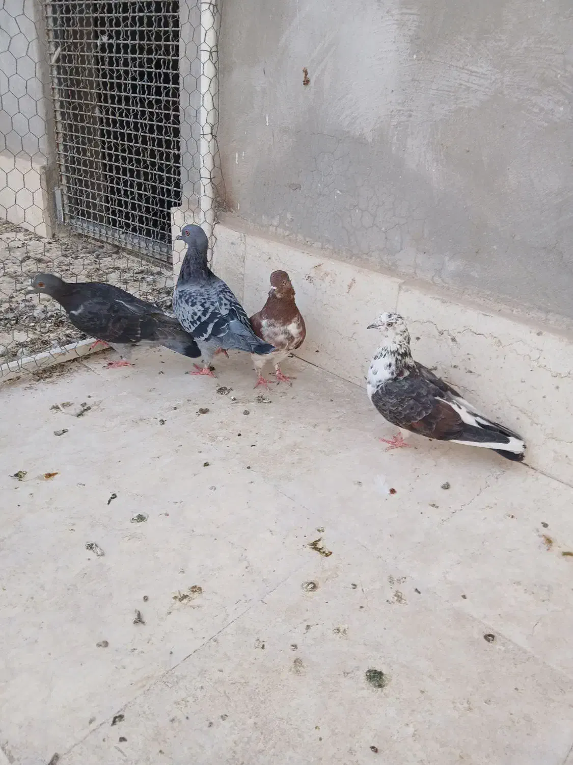 گرفتنی|پرنده|قم, شهدا|دیوار