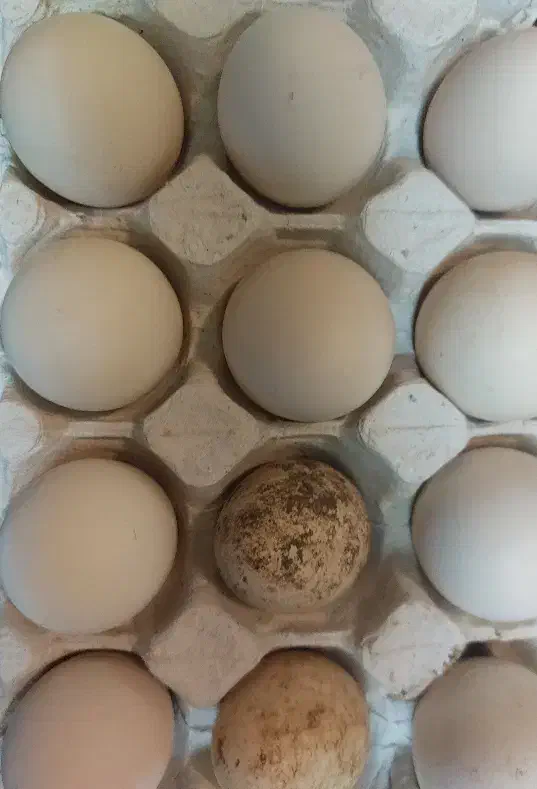 تخم نطفه دار ابریشمی اصیل|حیوانات مزرعه|بندر انزلی, کارآموزی|دیوار