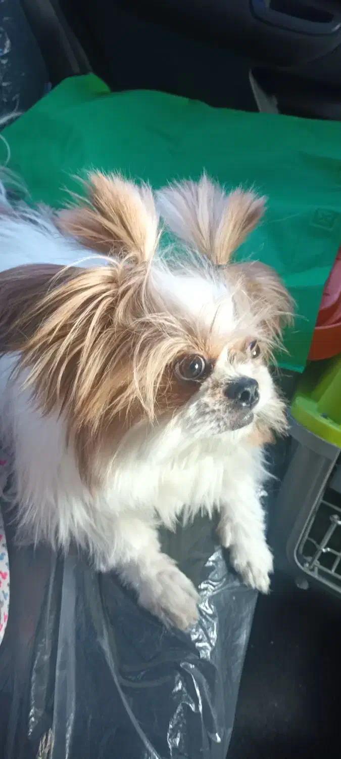 سگ شیتزو سوپر فلت|سگ|اراک, |دیوار