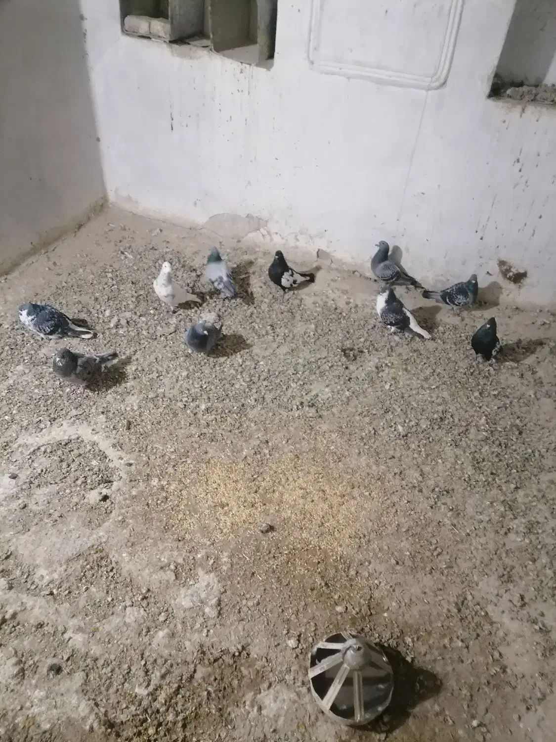 پرنده|پرنده|نیشابور, میدون بار|دیوار