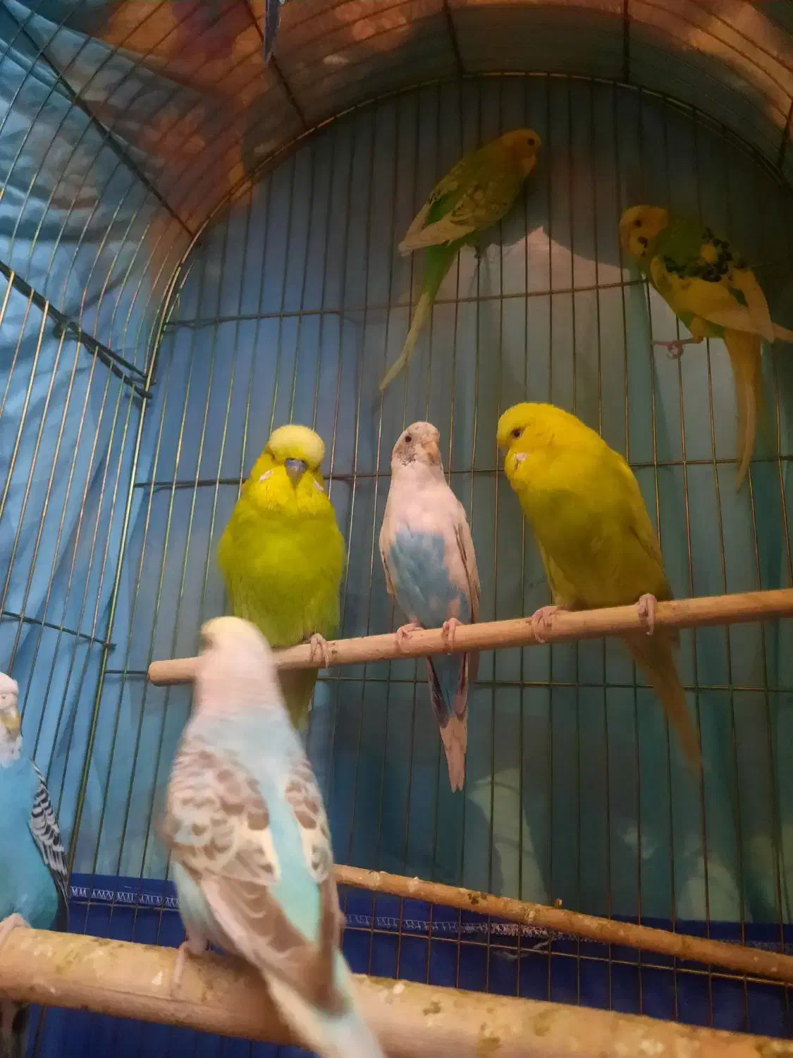 مرغ عشق|پرنده|تهران, مسعودیه|دیوار