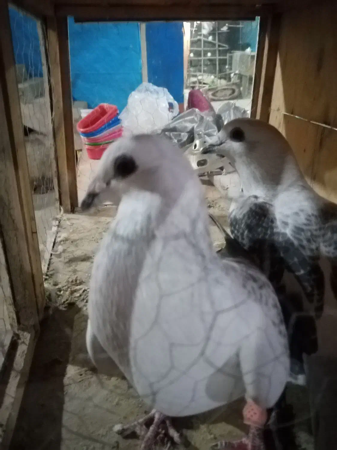 کفتر شهرستانی|پرنده|چهارباغ, |دیوار