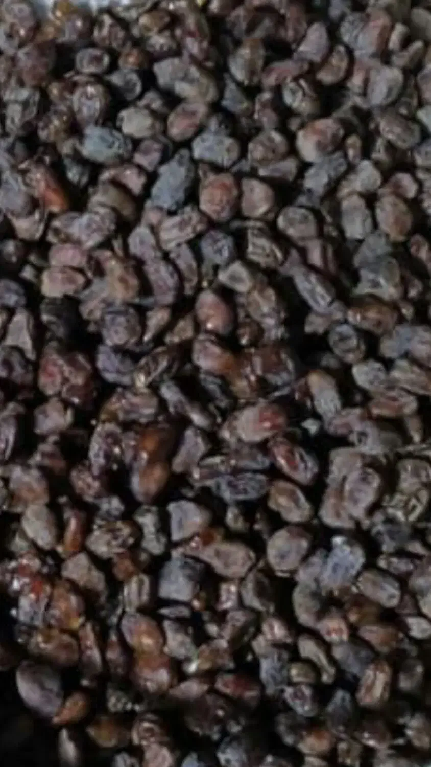 فروش 2تن خرمای کبکاب سردخانه|خوردنی و آشامیدنی|برازجان, |دیوار