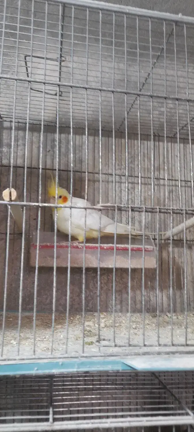 جفت عروس هلندی|پرنده|طاهرگوراب, |دیوار