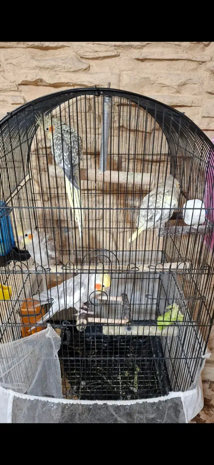 عروس هلندی تخم گذار|پرنده|تهران, سبلان (لشگر)|دیوار