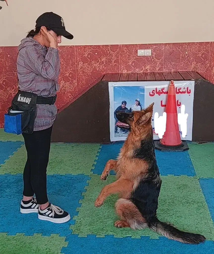 سگ ژرمن|سگ|ماهدشت, |دیوار