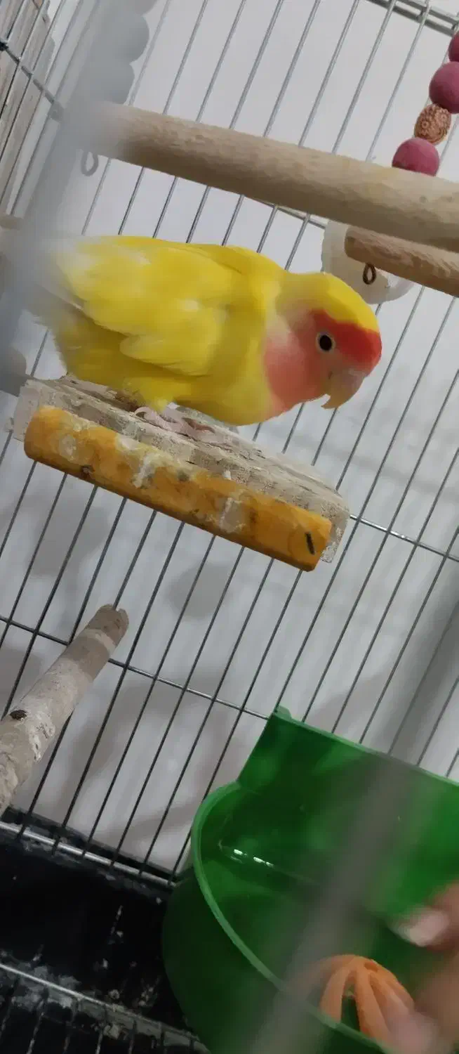 طوطی برزیلی نروماده مولد|پرنده|شاهین‌شهر, الهیه|دیوار