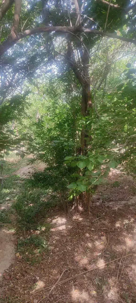 باغ 309متری در اسلامیه فروش فوری|فروش دفتر صنعتی، کشاورزی، تجاری|تفت, |دیوار