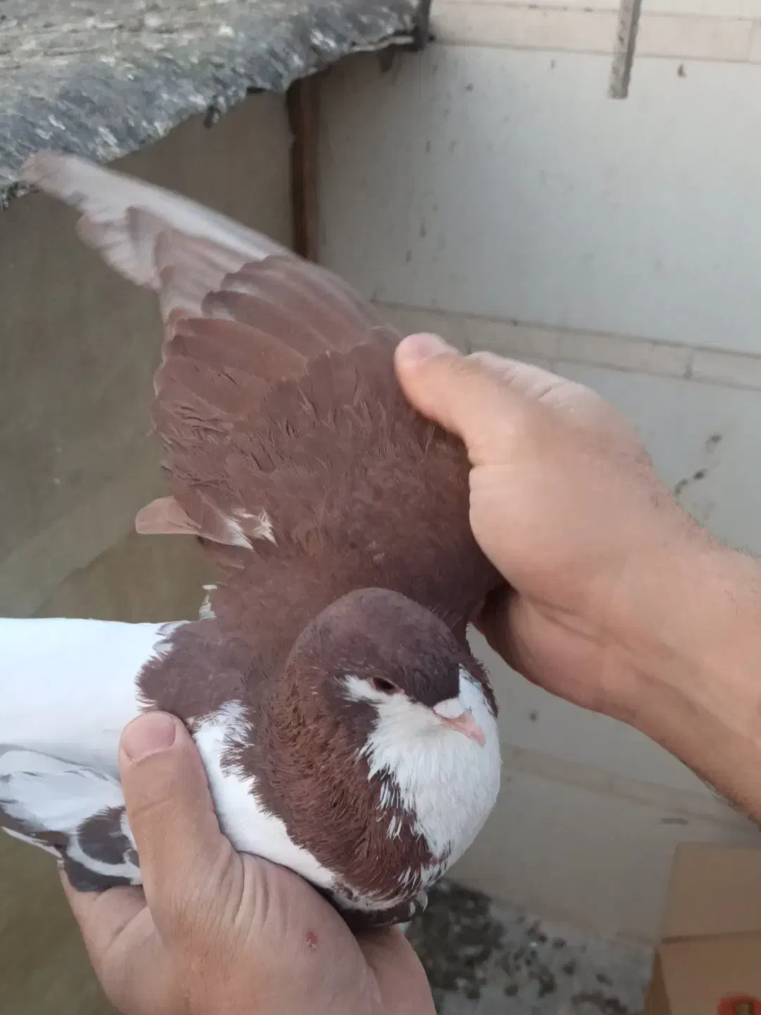 شصتی و چپ|پرنده|محمدیه-قزوین, |دیوار