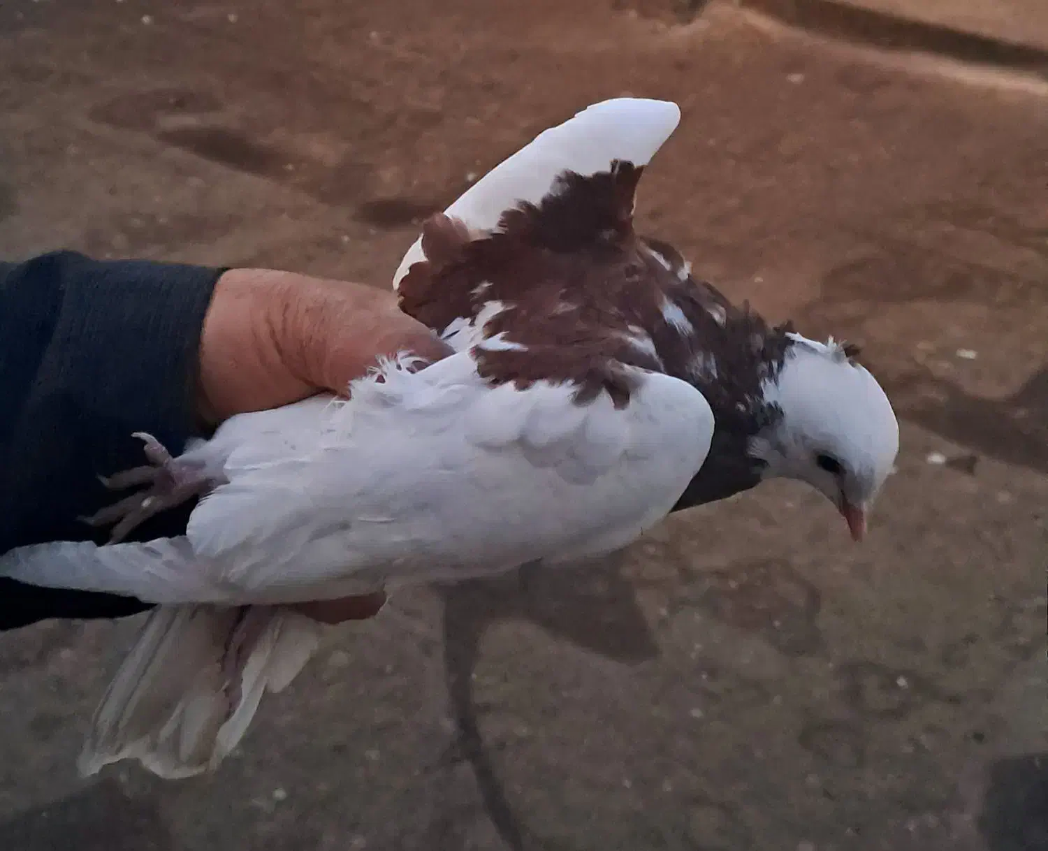 جوجه طوقی|پرنده|تربت جام, بیست متری منبع آب|دیوار