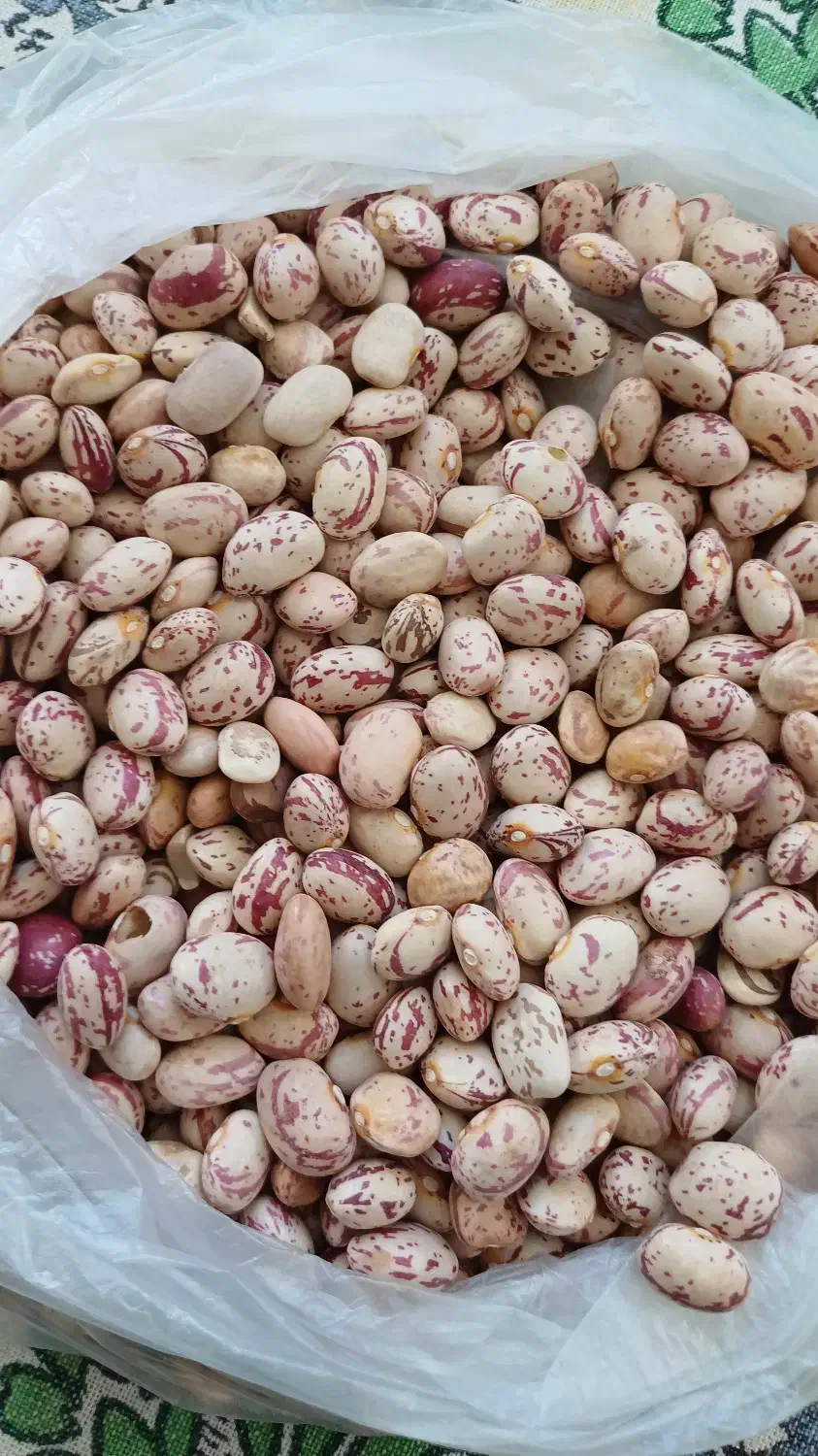 فروش لوبیا چیتی تناژ|عمده‌فروشی|اقلید, |دیوار