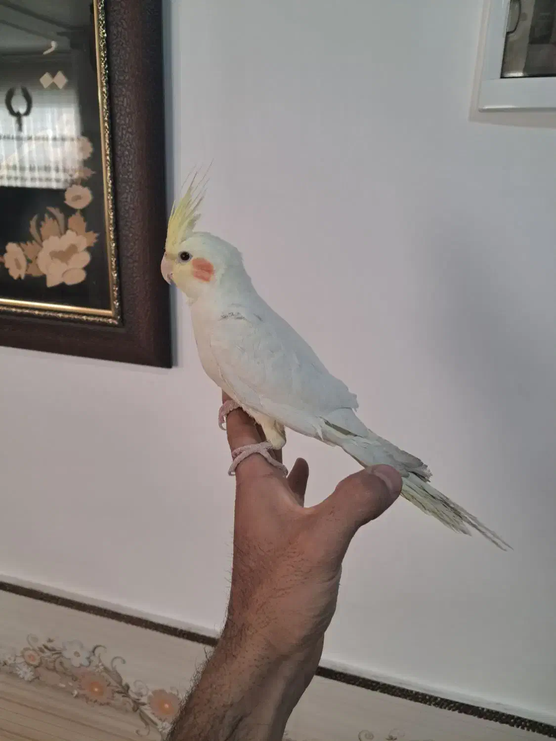 عروس هلندی|پرنده|جوین, |دیوار