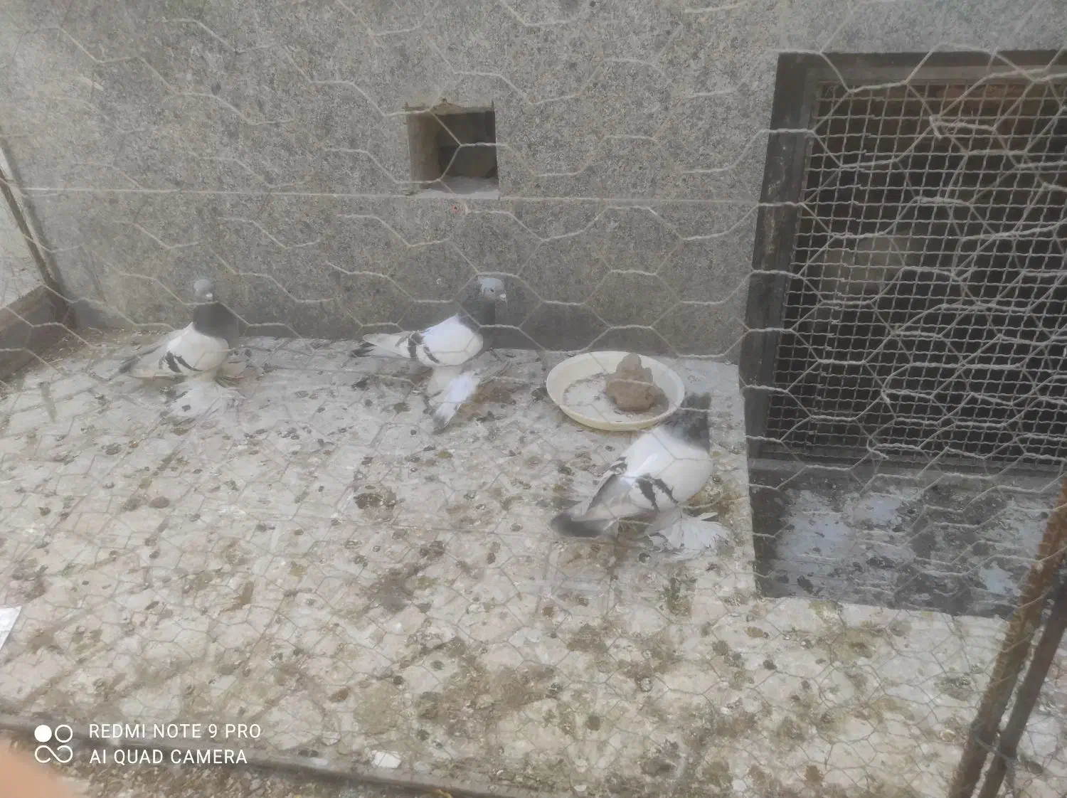 کبوتر|پرنده|عجب شیر, |دیوار