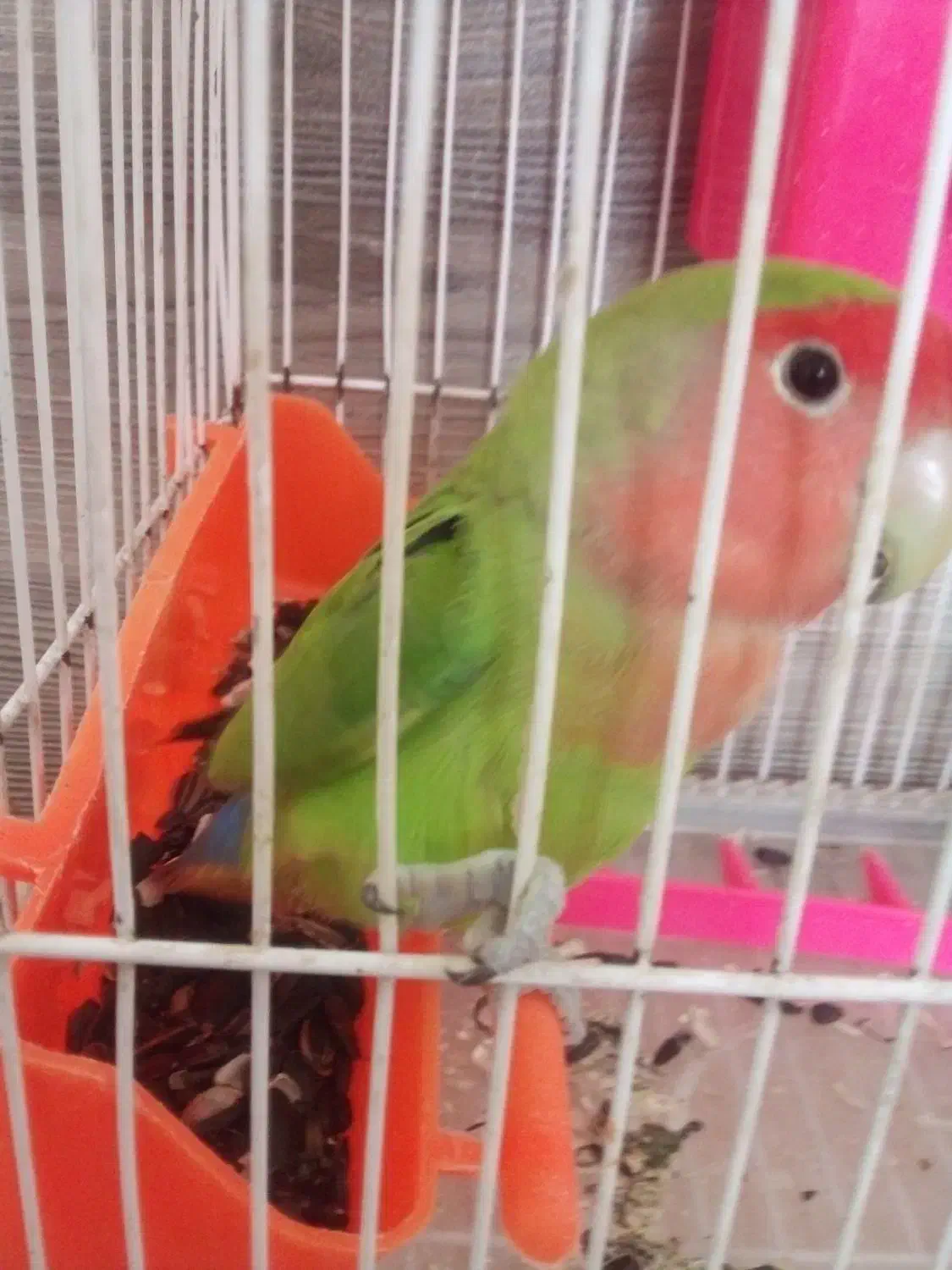 طوطی برزیلی صورت هلویی|پرنده|مهدی شهر, |دیوار