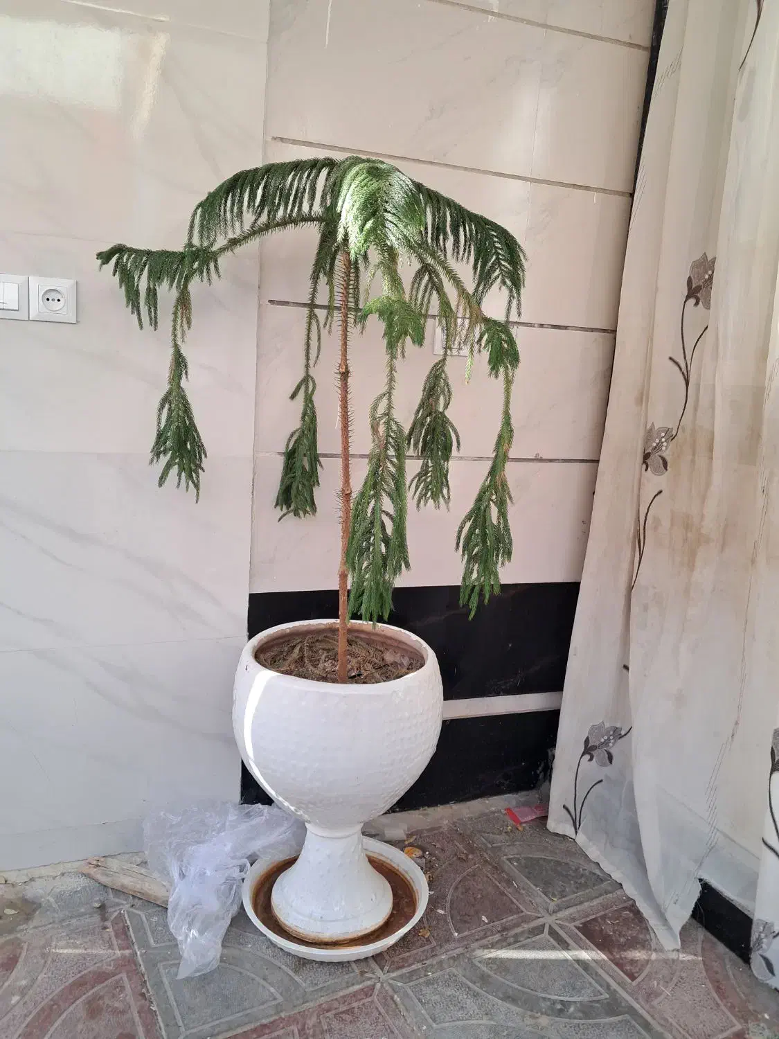 گلدان سرامیکی بزرگ|گل و گیاه طبیعی|تربتحیدریه, آبشار|دیوار