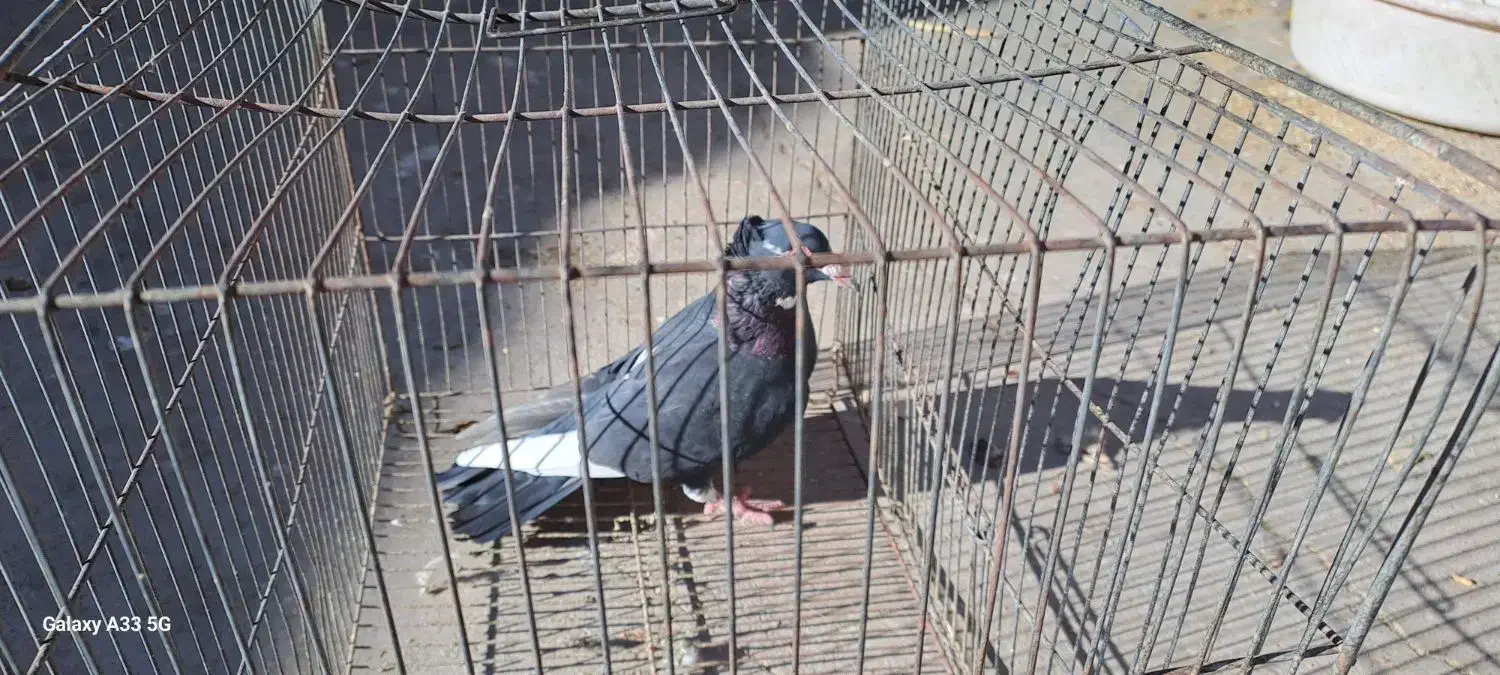 پلنگ سینه قهوه ای نروماده سینه قهوه ای وسینه سیاه|پرنده|کرمان, |دیوار