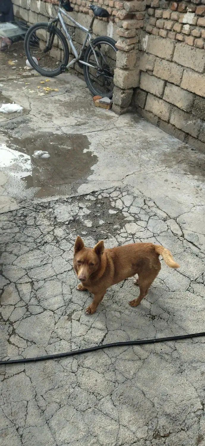 بسیار باهوش|سگ|مهاباد (آذربایجان غربی), |دیوار