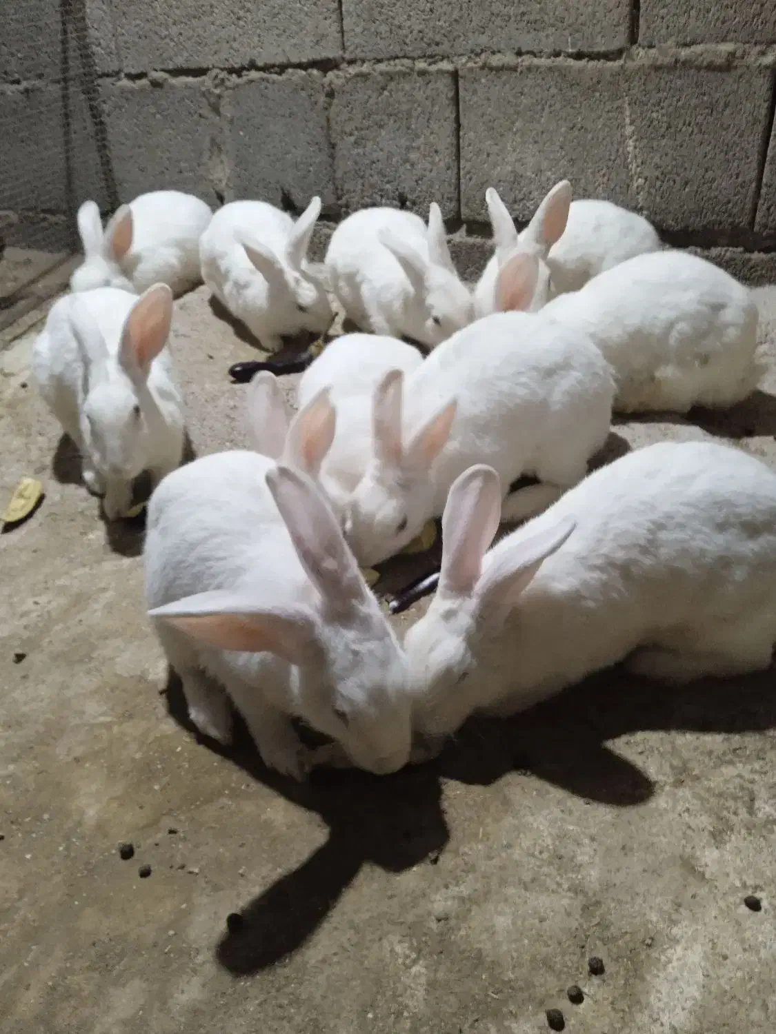 خرگوش|حیوانات مزرعه|تخت, |دیوار