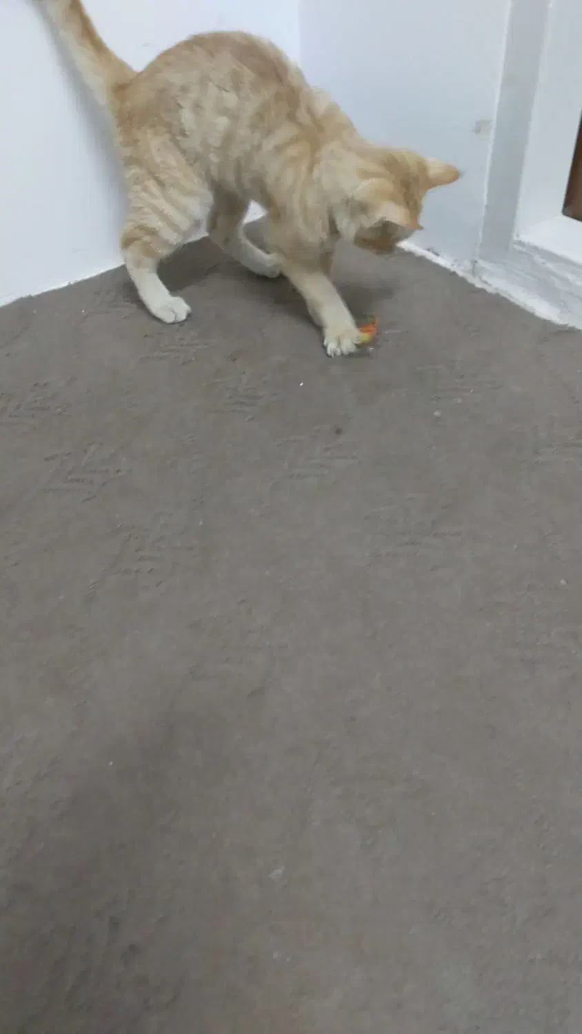 واگذاری گربه نارنجی|گربه|زنجان, |دیوار