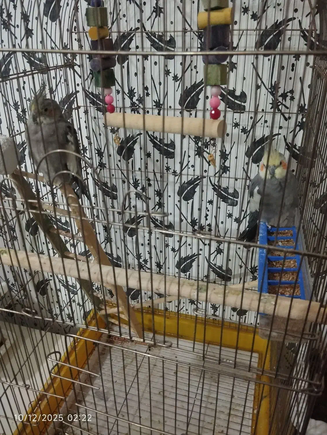 عروس هلندی|پرنده|ارومیه, |دیوار