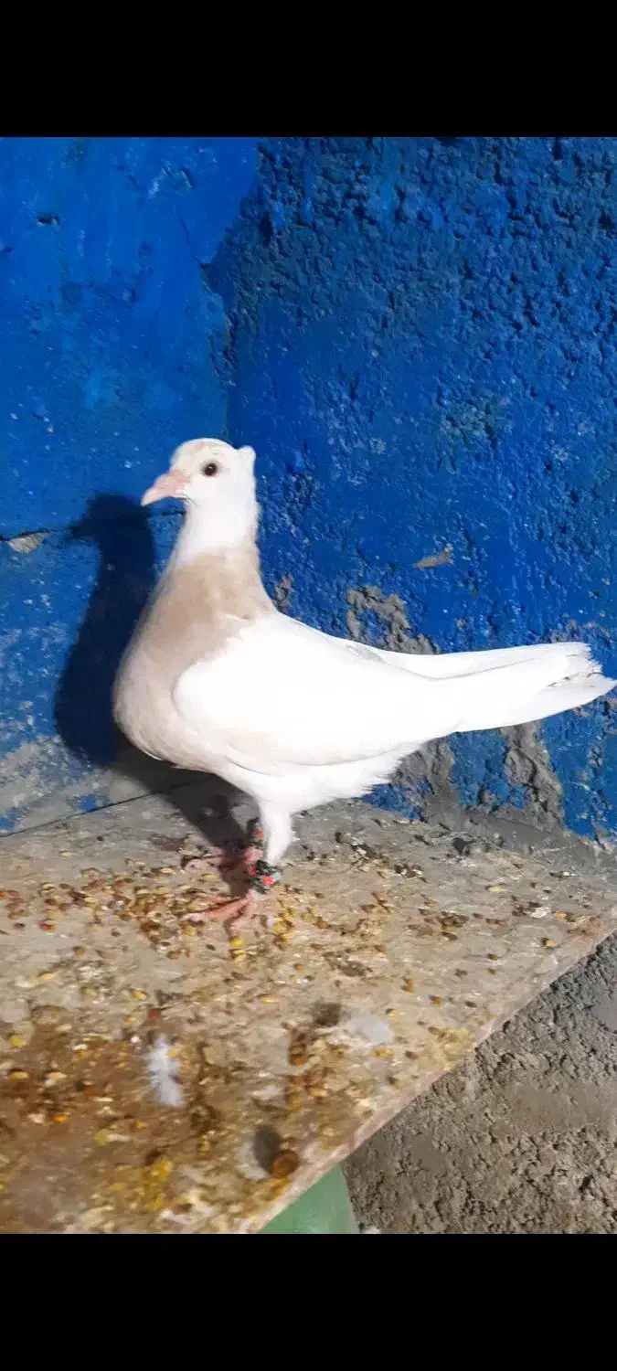 ۹ عدد جوجه طوقی هیچ پری تا ۱۰ بند انداخته|پرنده|یاسوج, |دیوار