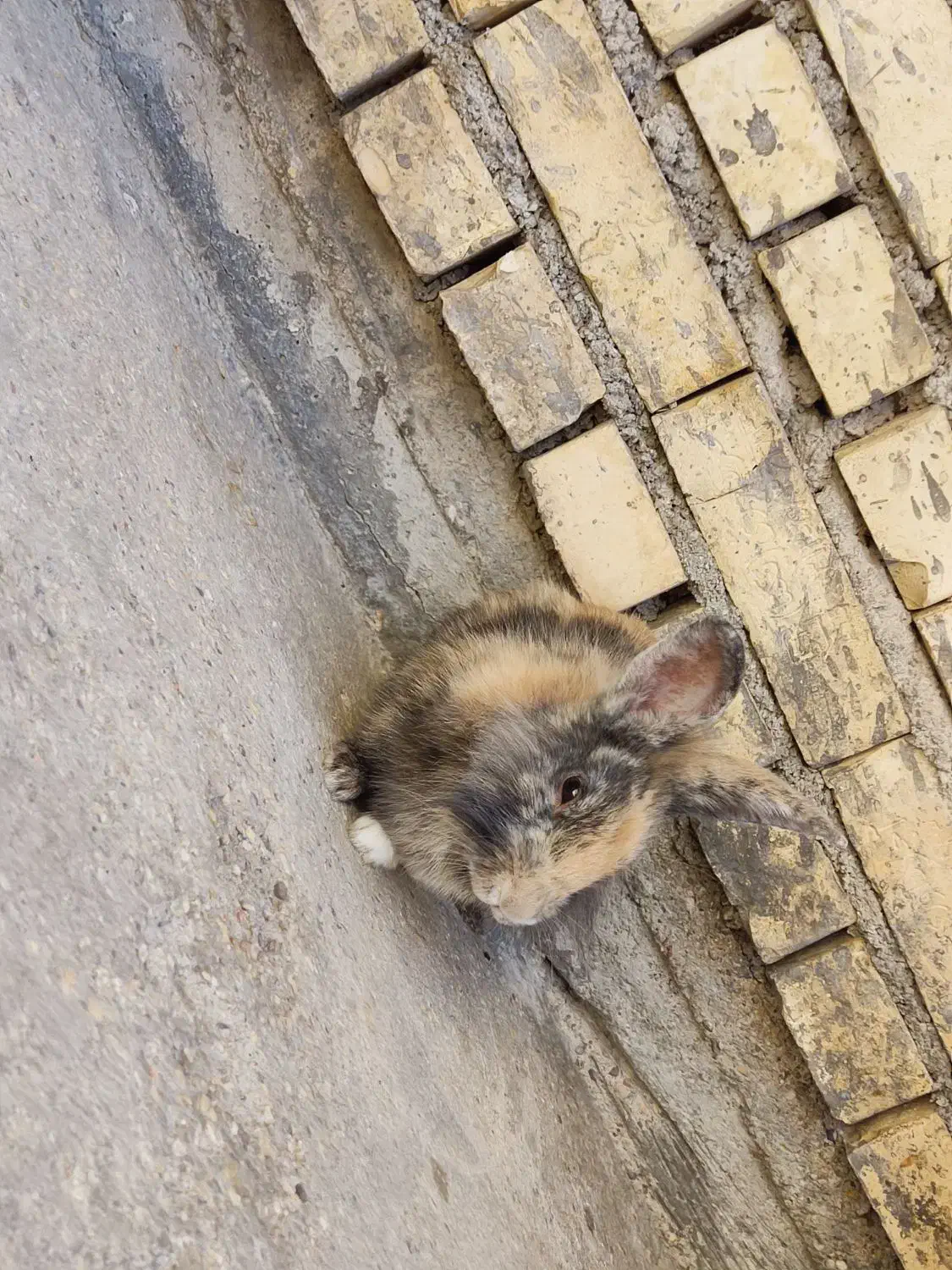 فروش خرگوش|موش و خرگوش|بهبهان, |دیوار