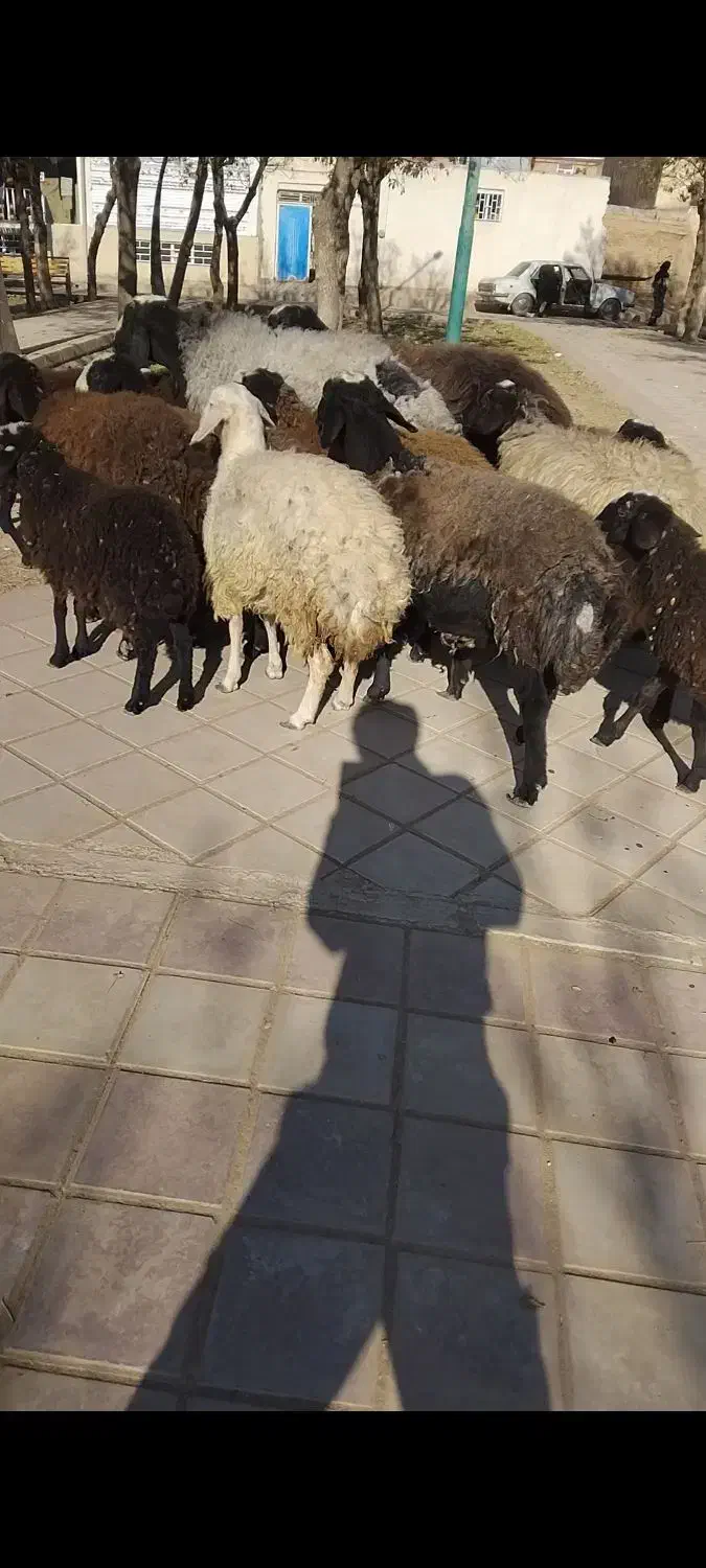 بره نژادشال|حیوانات مزرعه|قزوین, |دیوار