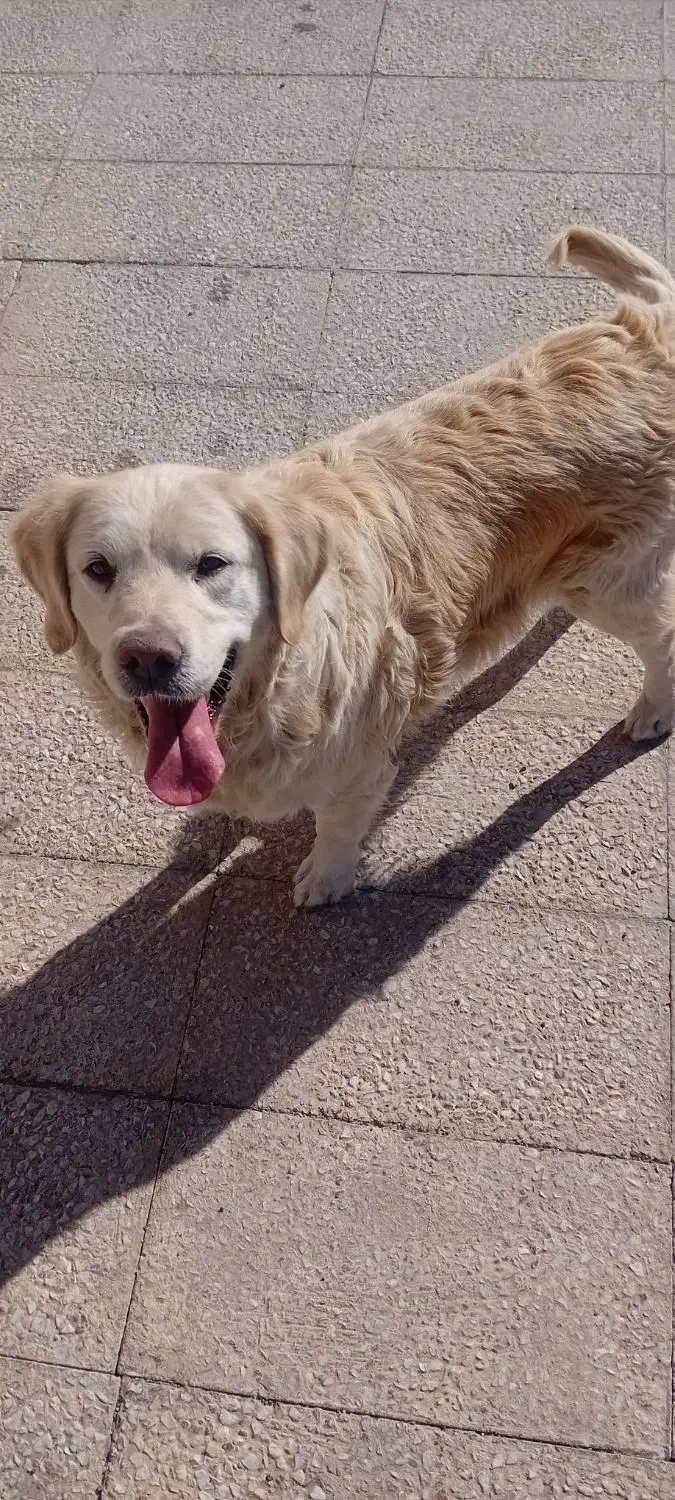 واگذاری سگ گلدن|سگ|اندیشه, اندیشه فاز ۵|دیوار