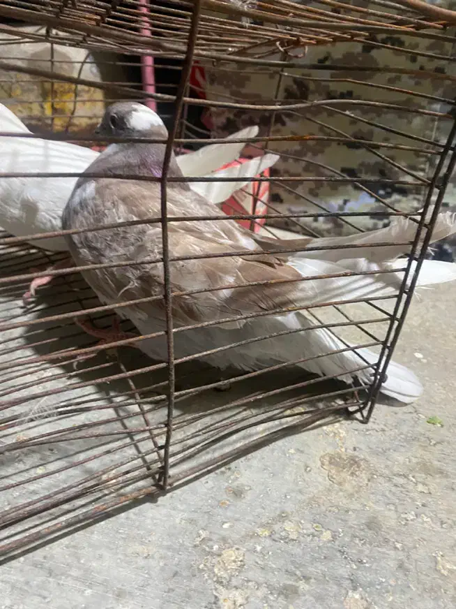 کبوتر|پرنده|شبانکاره, |دیوار