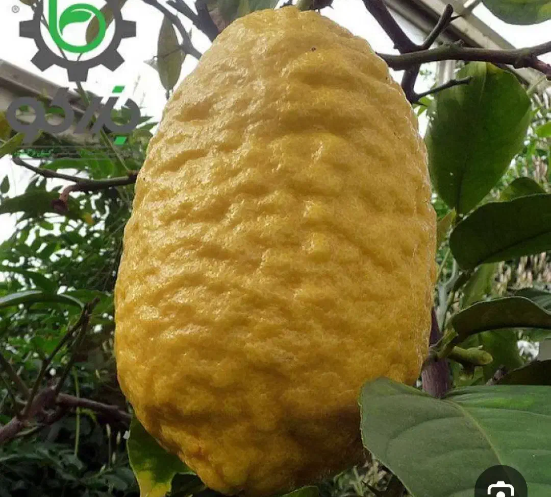 گریپ فروت و بالنگ|خوردنی و آشامیدنی|زرگرشهر, |دیوار