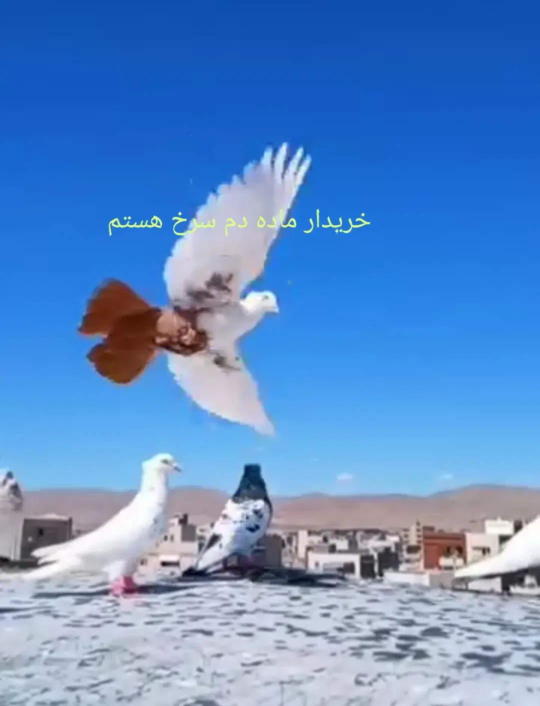 کبوتر رنگی|پرنده|اهواز, کوی مهدیس|دیوار