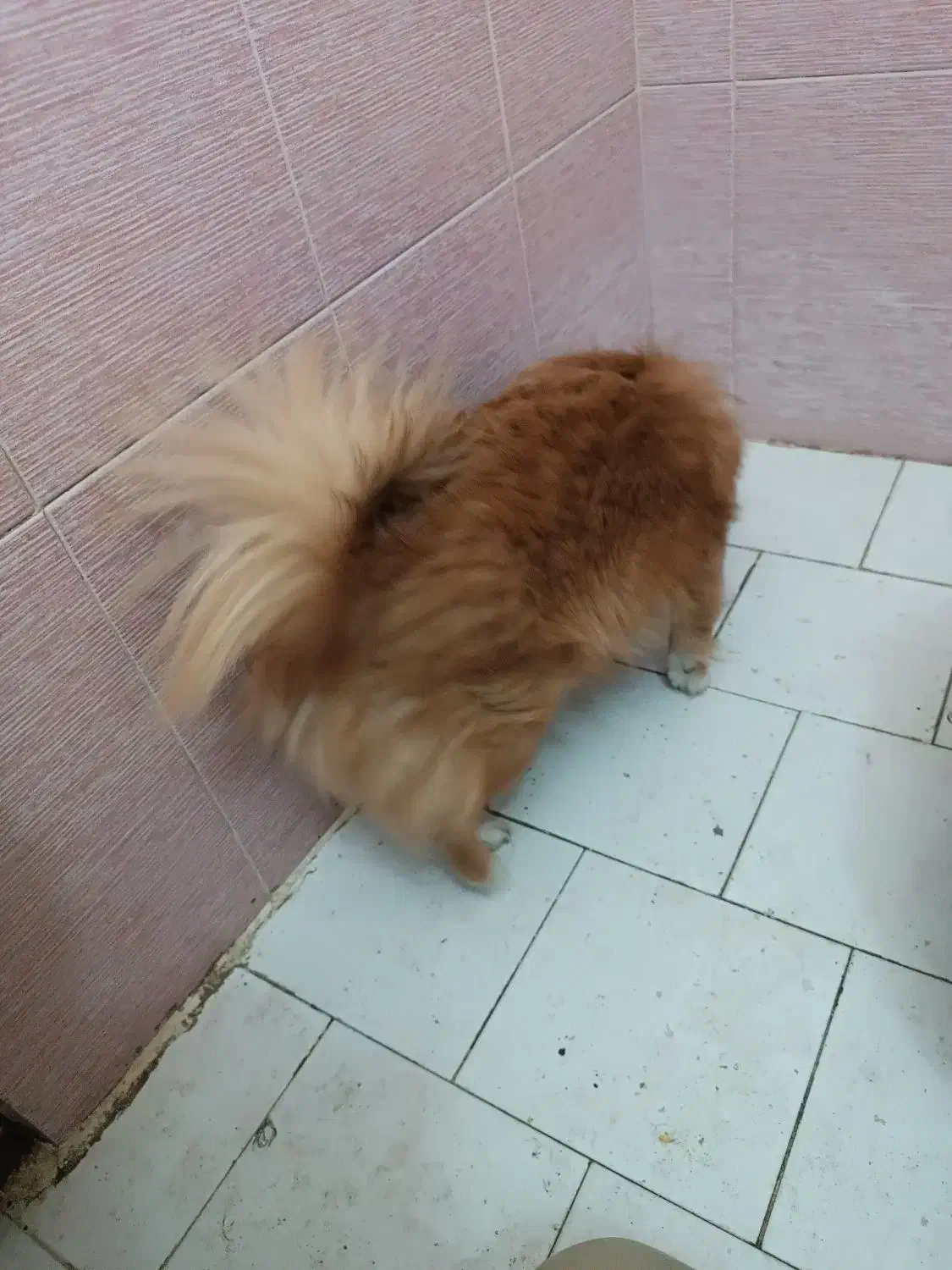 سگ پارمرانین ساکت وبانمک|سگ|تهران, علم و صنعت|دیوار