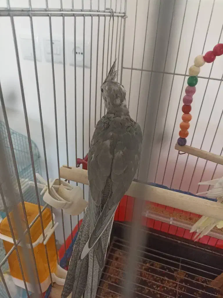 جوجه عروس هلندی|پرنده|شاهینشهر, فردوسی|دیوار