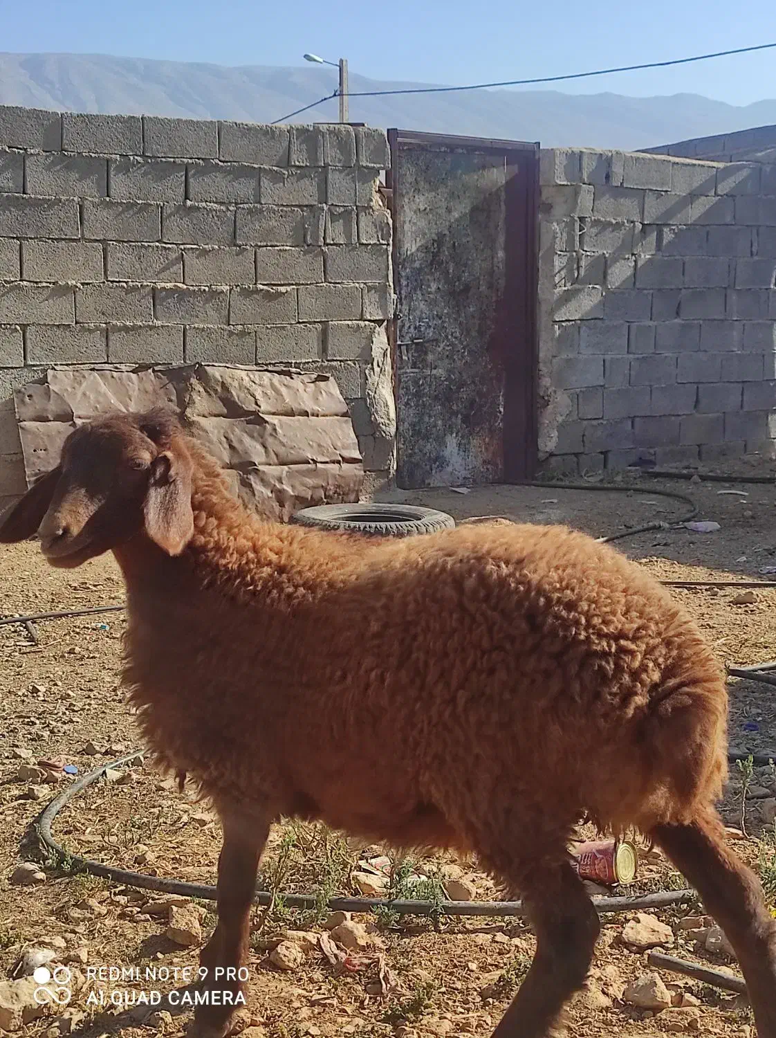 ۱راس بره ماده افشار جنس درجه یک قیمت یک بره  شیری|حیوانات مزرعه|فیروزآباد (فارس), |دیوار