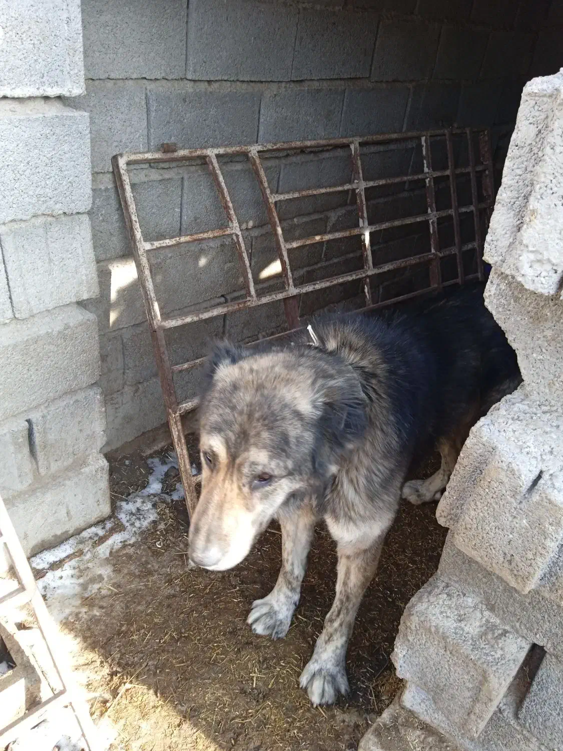 حیوان|سگ|طاغنکوه, |دیوار