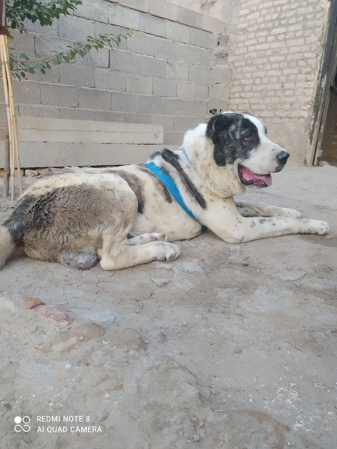 سگ الابای|سگ|گنبد کاووس, |دیوار