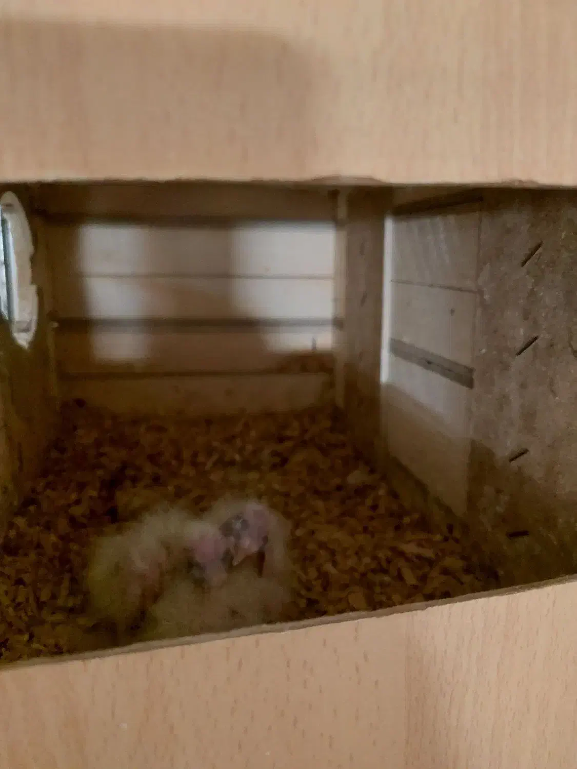 حراج عروس هلندی ماده|پرنده|شیراز, پودنک|دیوار