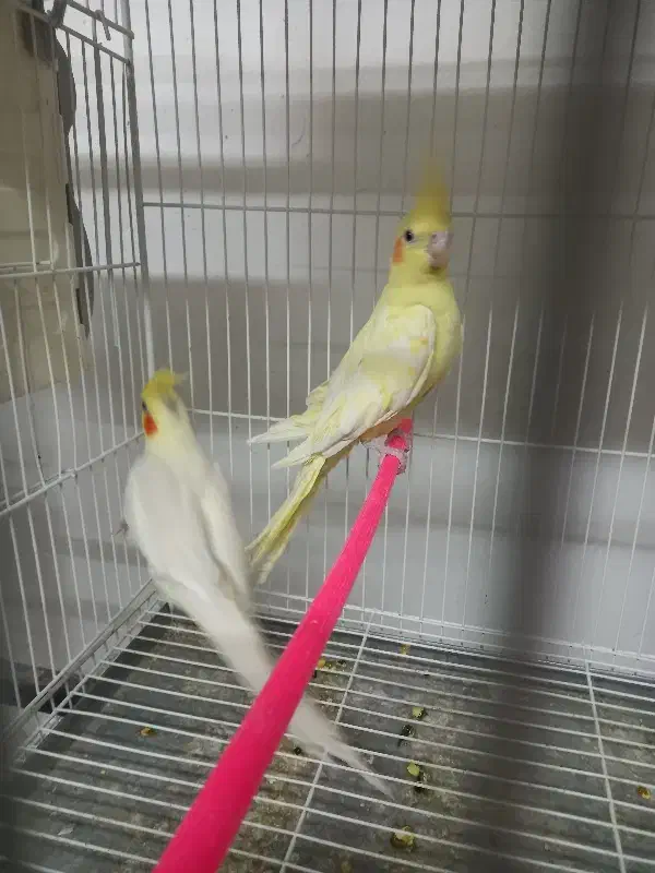 جفت مرغ عشق با جوجه و عروس هلندی|پرنده|قائن, |دیوار