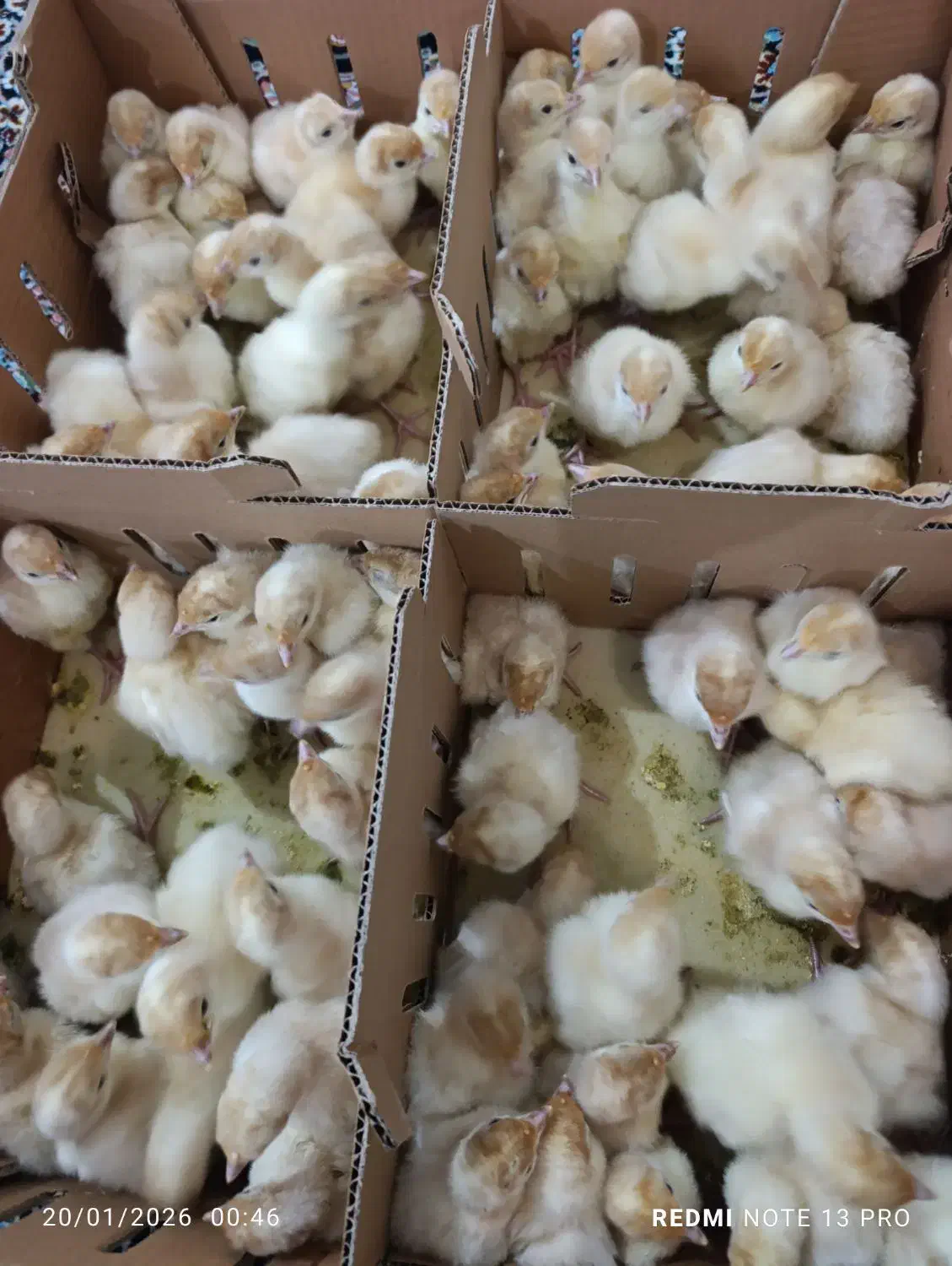 بوقلمون یکروزه|حیوانات مزرعه|کرمانشاه, |دیوار