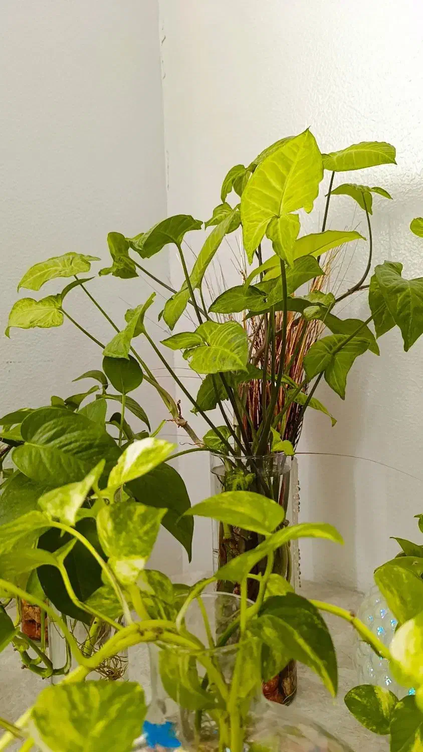 نظافت منزل صفرتاصد.چیدمان .اساس کشی|خدمات نظافت|شاهین‌شهر, مسکن مهر|دیوار