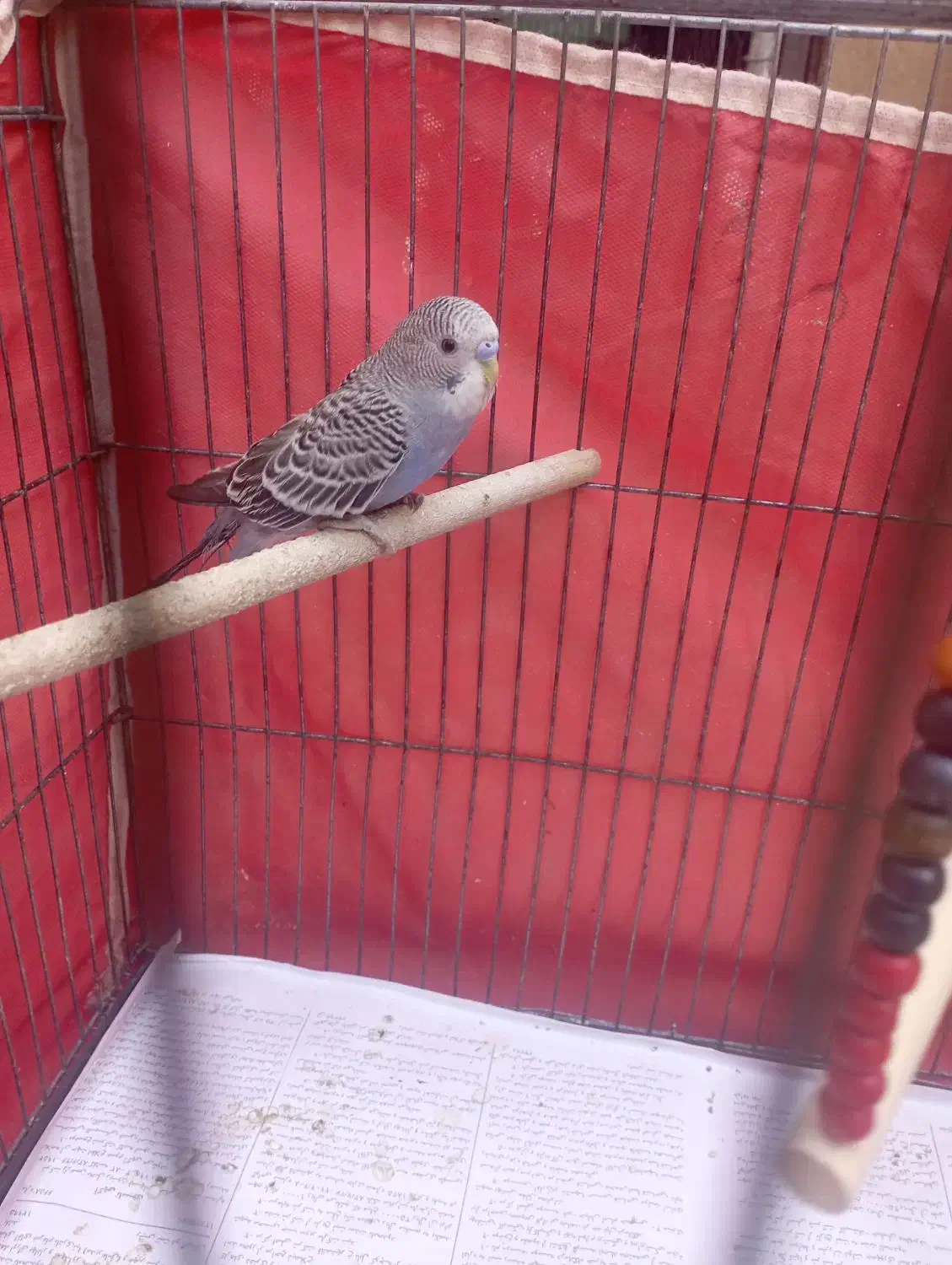 مرغ عشق|پرنده|دوگنبدان, |دیوار