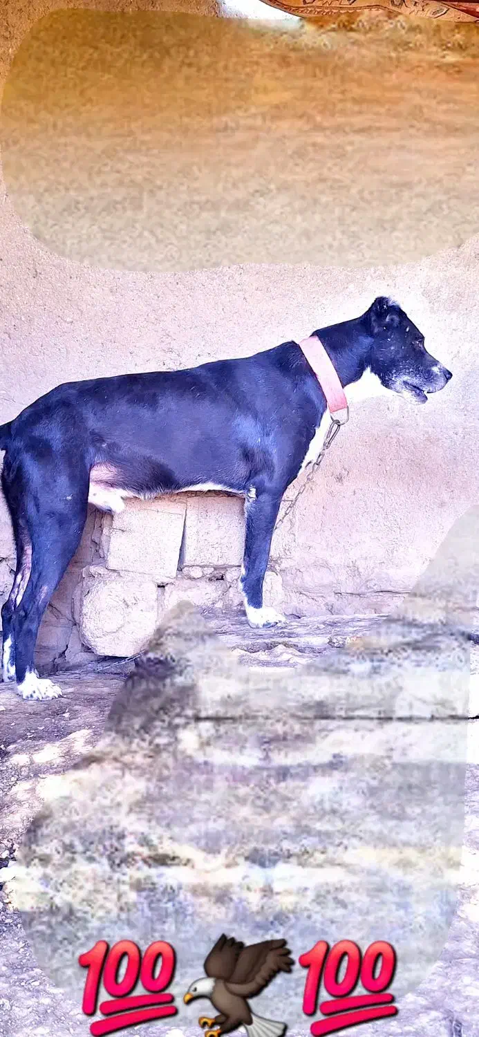 سگ جونوری|سگ|بهبهان, |دیوار