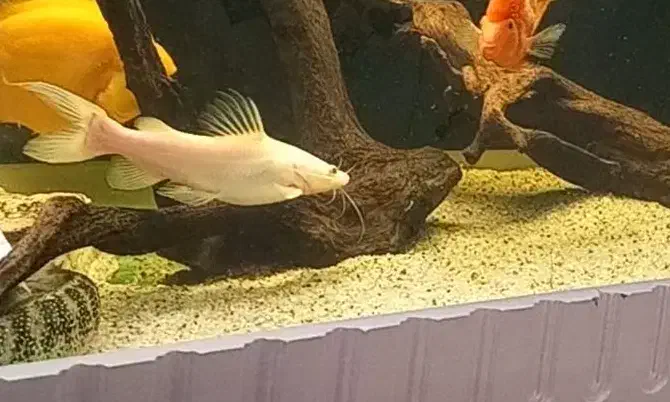 ردتیل دراگون البینو اسیایی|ماهی|تبریز, |دیوار